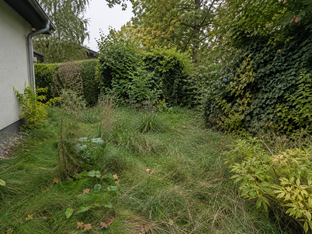 Gartenpflege Vorher (Wildwuchs)